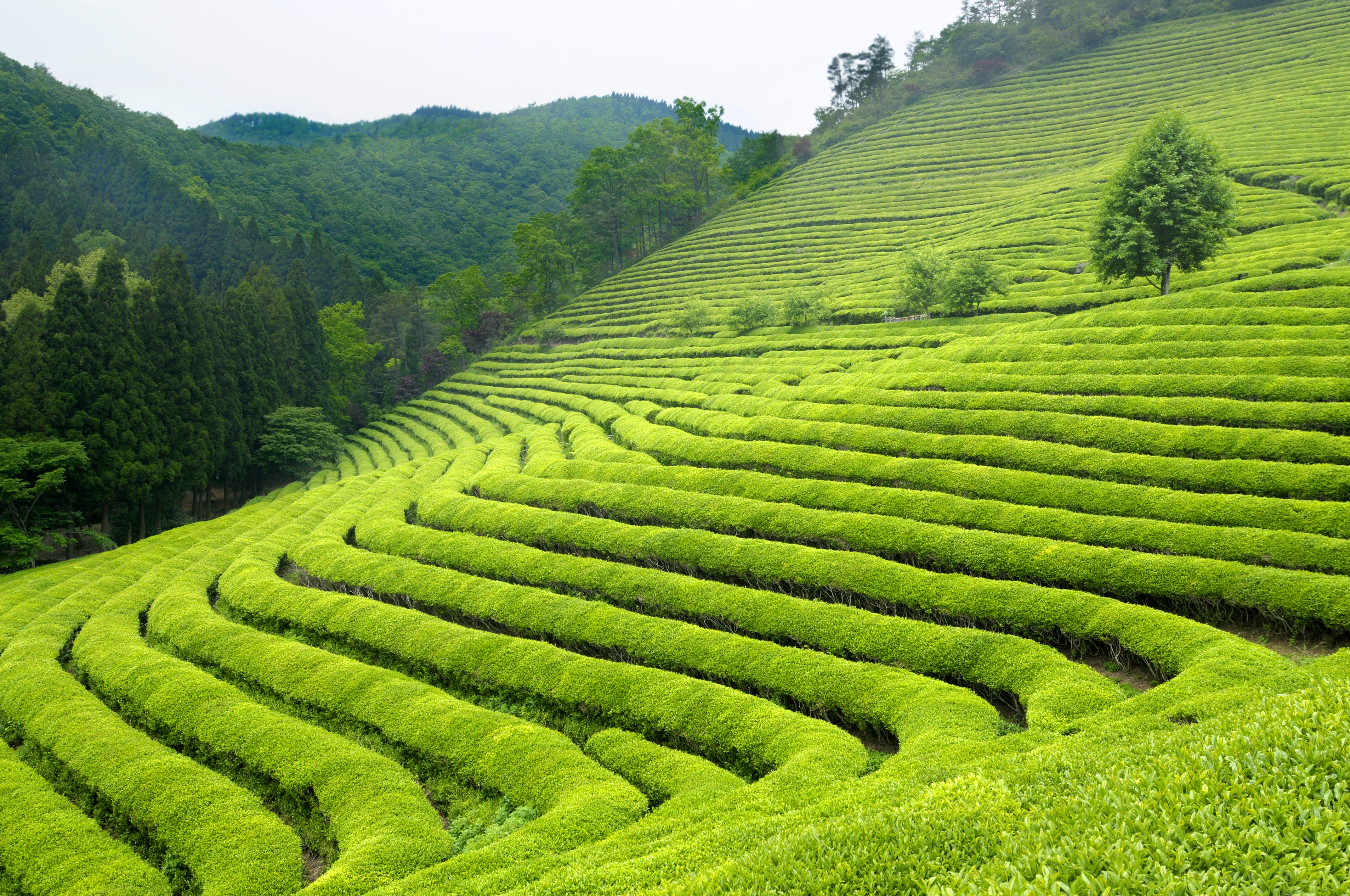 Matcha tuin